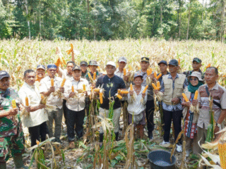Bupati Luwu Hadiri Panen Jagung, Dorong Petani Optimalkan Lahan Tak Produktif