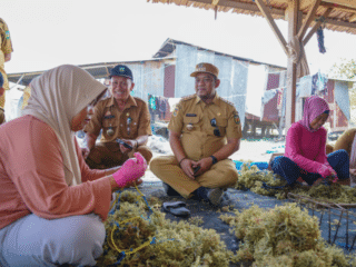 Potensi Rumput Laut Luwu Tembus 30 Ribu Ton per Tahun, Bupati Minta Pengelolaan Diperkuat